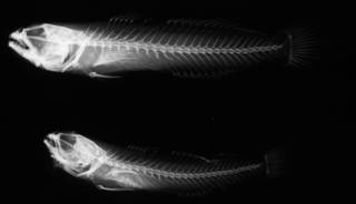 To NMNH Extant Collection (USNM 210404 paratype radiograph lateral view)