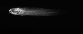 To NMNH Extant Collection (USNM 202515 holotype radiograph lateral view)