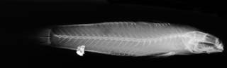 To NMNH Extant Collection (USNM 202540 holotype radiograph lateral view)