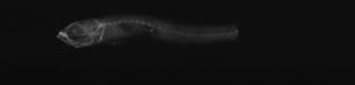 To NMNH Extant Collection (USNM 203448 paratype radiograph lateral view)