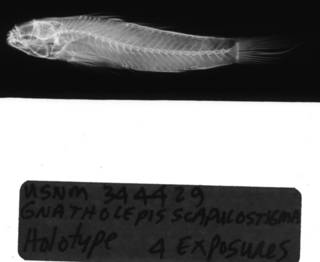 To NMNH Extant Collection (USNM 344429 holotype radiograph lateral view)