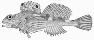 To NMNH Extant Collection (Artedius notospilotus P01290 illustration)