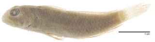 To NMNH Extant Collection (Gobius deltoides USNM 109399 paratype photograph lateral view)