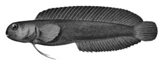 To NMNH Extant Collection (Aspidontus brunneolus P01304 illustration)
