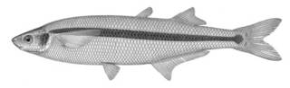 To NMNH Extant Collection (Atherinops oregonia P01382 illustration)