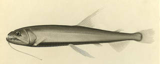 To NMNH Extant Collection (Astronesthes lucifer P01338 illustration)