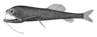 To NMNH Extant Collection (Astronesthes niger P01340 illustration)