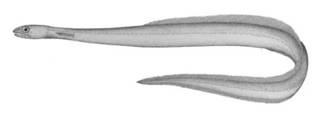 To NMNH Extant Collection (Derichthys serpentinus P04184 illustration)