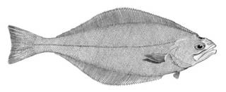 To NMNH Extant Collection (Atheresthes stomias P01371 illustration)