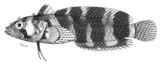To NMNH Extant Collection (Auchenopterus cingulatus P01393 illustration)