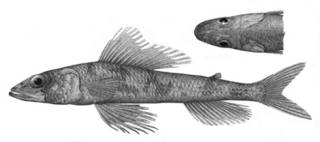 To NMNH Extant Collection (Aulopus nanae P01400 illustration)