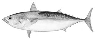 To NMNH Extant Collection (Auxis thazard P01416 illustration)