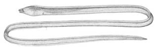 To NMNH Extant Collection (Bascanichthys scutiearis P01638 illustration)
