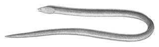 To NMNH Extant Collection (Bascanichthys scutiearis P01639 illustration)