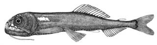 To NMNH Extant Collection (Astronesthes niger P07565 illustration)