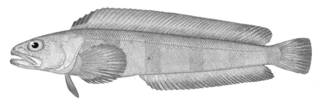To NMNH Extant Collection (Bathymaster signatus P01687 illustration)