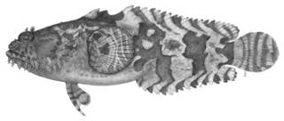To NMNH Extant Collection (Batrachomoeus trispinosus P01722 illustration)