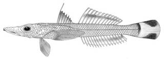 To NMNH Extant Collection (Bembrops filifer P01738 illustration)
