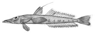 To NMNH Extant Collection (Bembrops anatirostris P06237 illustration)