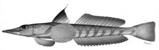 To NMNH Extant Collection (Bembrops filifera P01534 illustration)