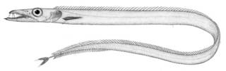 To NMNH Extant Collection (Benthodesmus elongatus P01744 illustration)