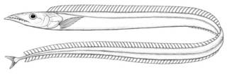 To NMNH Extant Collection (Benthodesmus benjamini P01746 illustration)
