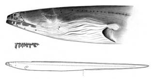 To NMNH Extant Collection (Brachysomophis sauropsis P02067 illustration)