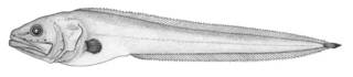To NMNH Extant Collection (Brotulataenia nielseni P01810 illustration)