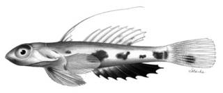 To NMNH Extant Collection (Callionymus rubrovinctus P02342 illustration)