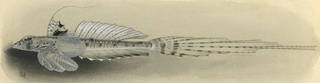 To NMNH Extant Collection (Calliurichthys decoratus P02349 illustration)