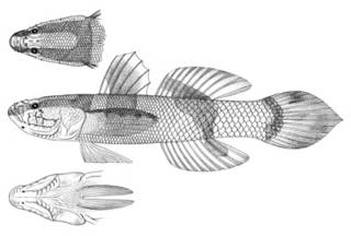 To NMNH Extant Collection (Callogobius philippinus P02356 illustration)