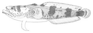 To NMNH Extant Collection (Batrachoides surinamensis P11447 illustration)