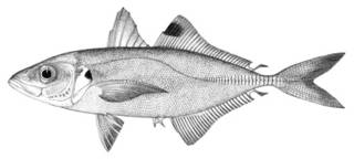 To NMNH Extant Collection (Caranx angolensis P01941 illustration)
