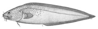 To NMNH Extant Collection (Brotula ordwayi P02365 illustration)