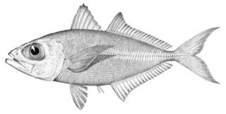 To NMNH Extant Collection (Caranx freeri P01951 illustration)
