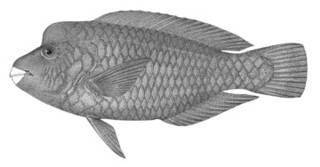 To NMNH Extant Collection (Callyodon oedema P04291 illustration)