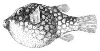 To NMNH Extant Collection (Canthigaster jactator P04545 illustration)
