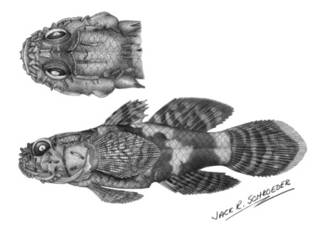 To NMNH Extant Collection (Callogobius crassus P09713 illustration)
