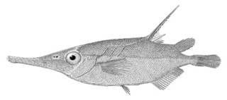 To NMNH Extant Collection (Centriscus scolopax P02415 illustration)