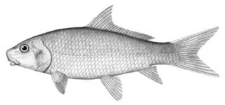 To NMNH Extant Collection (Carpiodes carpio P02547 illustration)