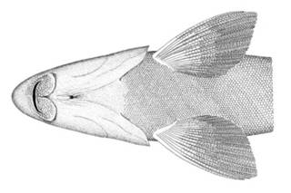 To NMNH Extant Collection (Catostomus catostomus P02570 illustration)
