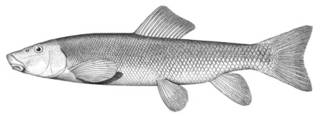 To NMNH Extant Collection (Catostomus tsiltcoosensis P02589 illustration)