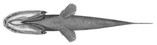 To NMNH Extant Collection (Caulolepis longidens P02591 illustration)