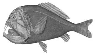 To NMNH Extant Collection (Caulolepis longidens P02593 illustration)
