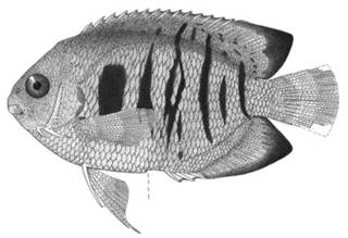 To NMNH Extant Collection (Centropyge flammeus P02630 illustration)