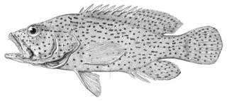 To NMNH Extant Collection (Cephalopholis maculatus P02678 illustration)