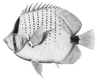 To NMNH Extant Collection (Chaetodon mantelliger P02246 illustration)