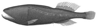 To NMNH Extant Collection (Cetomimus catenatus P02711 illustration)