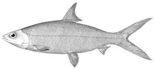 To NMNH Extant Collection (Chanos chanos P02240 illustration)