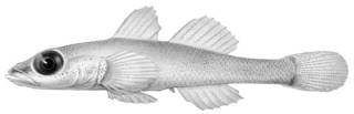 To NMNH Extant Collection (Chaenogobius erythrops P02725 illustration)